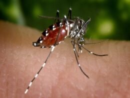 Prefeitura prepara linha de frente da saúde para o atendimento de casos de chikungunya