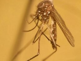 Novo método contra a dengue será testado em Foz
