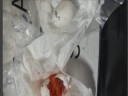 PF apreende ovos de espécie não identificada escondidos em roupa íntima de passageira Argentina no Aeroporto Internacional de Foz