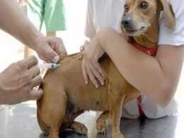Começa em Foz do Iguaçu a campanha de vacinação contra a raiva em cães e gatos