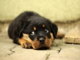 Veja qual é a expectativa de vida do seu cão e como ela varia de acordo com o porte