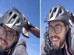 Vídeo: homem é atacado por ave “cruel” todos os dias ao sair do trabalho: “Ela me odeia'”