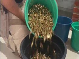 Munição a granel: PRF apreende quase 4.000 munições e 138 quilos de maconha na região da tríplice fronteira no Paraná