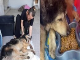 Cachorro é enterrado vivo em SC