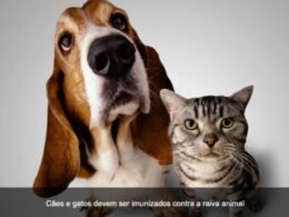 Vacinação contra a raiva em cães e gatos chegará ao Centro, Vila Yolanda e Vila Adriana