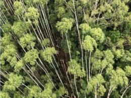 Destroços do helicóptero sumido há 12 dias são achados