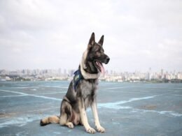 Vídeo: PRF busca tutor para cão policial aposentado