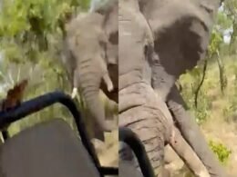 Vídeo mostra o ataque de elefante que mata turista e fere cinco durante safári