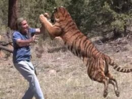 Erro pensar que tigre caseiro nunca se irritará, diz general