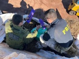 Vídeo: Apreendidas 2,5 toneladas de maconha escondidas dentro carga de alfafa no Paraná