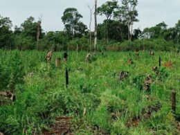 Departamento de Narcóticos do Paraguai destrói 500 toneladas de maconha e causa prejuízo de US$ 14 milhões ao crime organizado