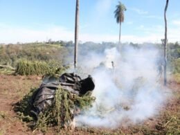 Ação conjunta entre a SENAD e Policia Federal destrói 517 toneladas de maconha em 6 dias no Paraguai
