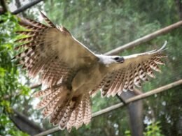 Refúgio Bela Vista, da Itaipu Binacional, abriga 15 espécies com elevado risco de extinção no Paraná