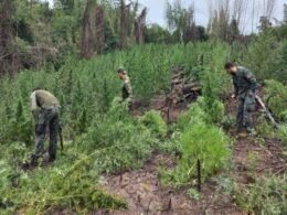 Paraguai: Senad tirou seis milhões de quilos de maconha de circulação em 11 meses