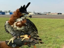 Paraguai: falcoaria, o método milenar que mais uma vez protege os voos em Assunção