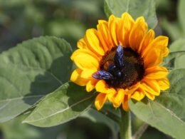 Primavera quente e com chuva abaixo da média histórica no Paraná