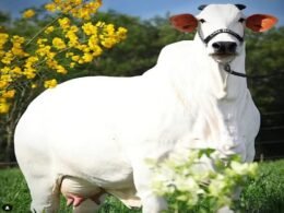 Vaca brasileira leiloada em Foz se torna a mais cara do mundo ao atingir R$ 24 milhões