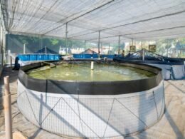 Itaipu faz pesquisa inédita para produção de dourados em tanque-rede