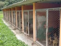 Resgatados 120 cães vítimas de maus-tratos em Almirante Tamandaré