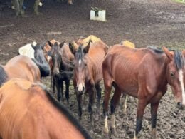 Resgatados mais de 40 cavalos em Piraquara e homem é preso por maus-tratos