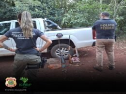 Operação conjunta desmantela rinha de galos e maus tratos a animais em Capanema/PR