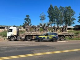 Apreendidas oliveiras argentinas importadas irregularmente no Paraná