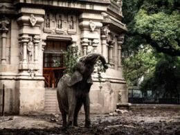 PRF realizará escolta da Elefanta Pupy em Foz do Iguaçu rumo a santuários no Brasil