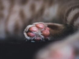 Homem é preso por torturar gatos e induzir menino de 3 anos a participar em SC