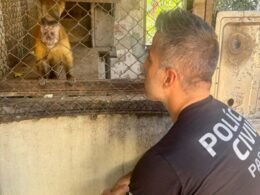 Macaco-prego que viveu 31 anos preso em uma gaiola é resgatado