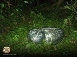 Apreendidos 17,8kg de capulho às margens do Rio Paraná