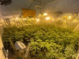 Estufa é localiza com 415 pés de maconha em Campo Largo