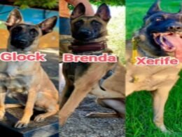 Unidade K9 volta a integrar a Guarda Municipal de Foz do Iguaçu