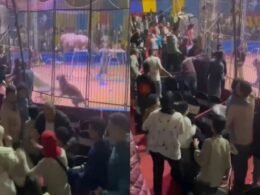vídeo: treinador é atacado por tigre e tem braço arrancado em circo