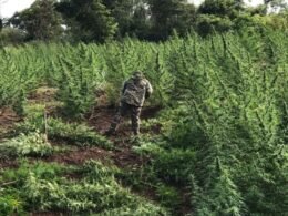 Operação conjunta entre Brasil e Paraguai apreende mais de 218 toneladas de maconha na fronteira