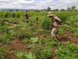 Paraguai: forças de segurança desmantelam centro de produção de maconha