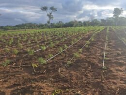 Paraguai: SENAD desmonta maior estufa de maconha modificada do país