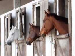 Paraná facilita transporte de equídeos com Passaporte Equestre: produtor agora pode emitir GTA diretamente da propriedade