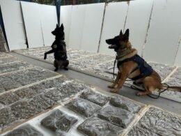 Apreendidos mais de 100 quilos de maconha dentro de portas de madeira no Paraná