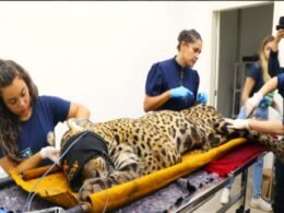 Onça que matou e devorou caseiro não voltará para mata
