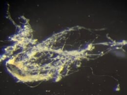 Bactéria que conduz eletricidade como fio é descoberta por cientistas