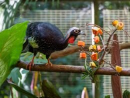 Zoo do Refúgio Biológico Bela Vista passa a integrar a rede da Azab