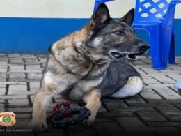 Cão farejador da Polícia Federal se aposenta após 7 anos de combate ao tráfico na Fronteira