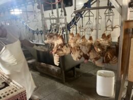 Prefeitura Foz do Iguaçu realiza abate sanitário de 6 mil aves apreendidas na fronteira