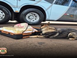 Mulher é presa com 25 quilos de maconha em mala após cão farejador apontar bagagem em ônibus na BR-277
