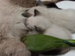 Vídeo: periquito tenta mamar em gata com filhotes