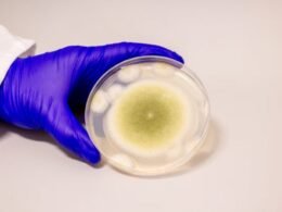 De toxina mortal a esperança contra o câncer: o renascimento do Aspergillus flavus