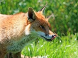 Febre da raposa: doença rara e letal cresce silenciosamente na Europa