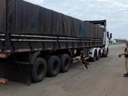 Carreta com placas do Paraguai e apreendida com 1 tonelada de maconha em meio a carga de de arroz