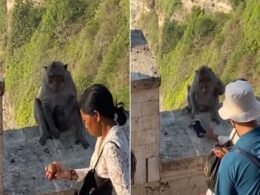 Gangue de macacos roubam celulares em ponto turístico de Bali