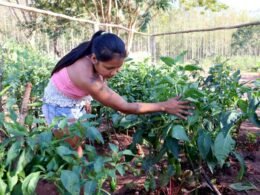 Comunidades Avá-guarani são assentadas em área comprada com recursos da Itaipu